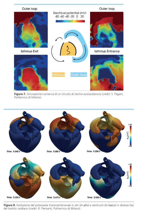 modello cardiaco del solco coronarico