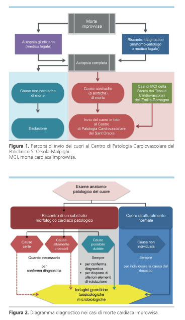 Cuore: anatomia e patologie cardiache - GVM