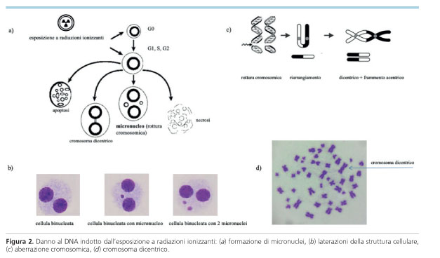 I Radiazione ultravioletta: bilanciare rischi e benefici